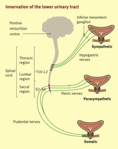 Bladder And Bowel Dysfunction Following Neurological Disease Medicine