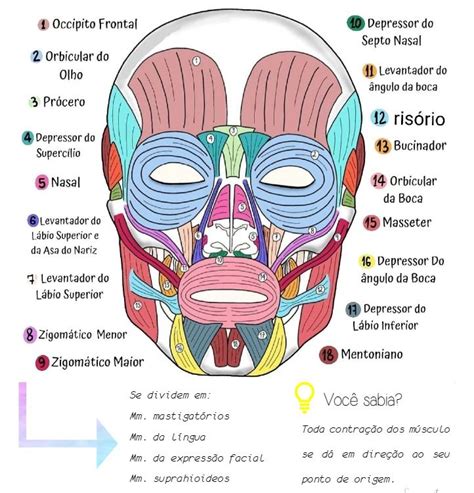 MUSCULOS DA FACE em 2024 Músculos do corpo humano Cabeça e pescoço