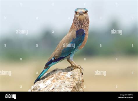 Indian Roller Bird Stock Photo - Alamy