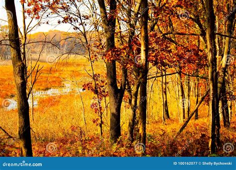 Autumn In An Indiana Forest With Swamp In Background Stock Image