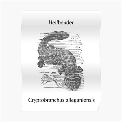 "Hellbender Salamander " Poster for Sale by AnnabethChatwin | Redbubble