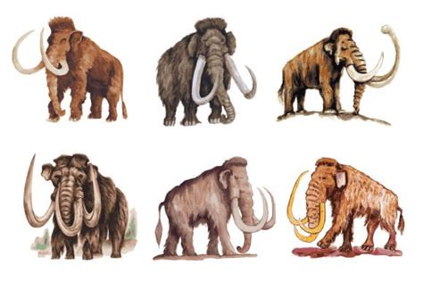 Hand Drawn Watercolor Mammoth Graphic By Clippflipp · Creative Fabrica