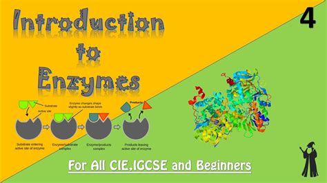 Igcse Biology Introduction To Enzymes 4 Youtube