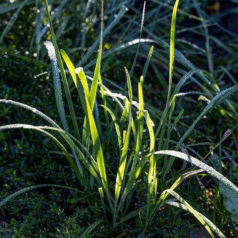 Bio Schnittknoblauch Selbstversorgung Im Gartengem Sekiosk