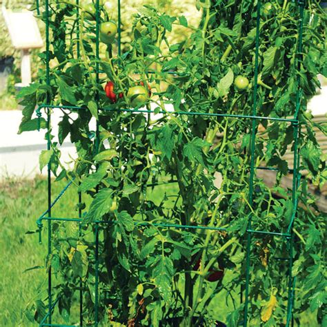 Jung Jumbo Green Tomato Cages Supports And Netting J W Jung Seed Company