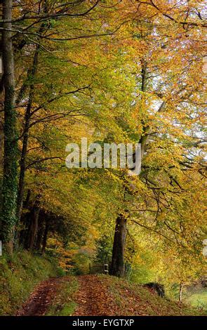 autumn trees  full autumn foliage   kings wood staffordshire