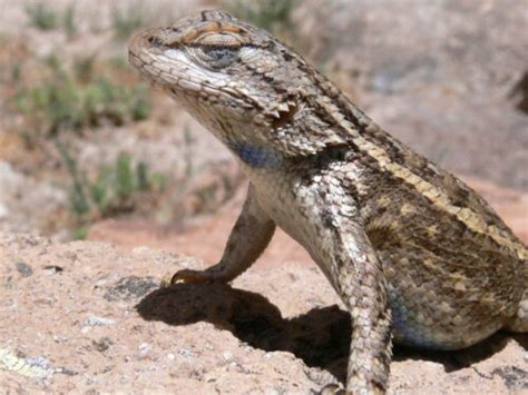 Plateau Fence Lizard Pajarito Environmental Education Center