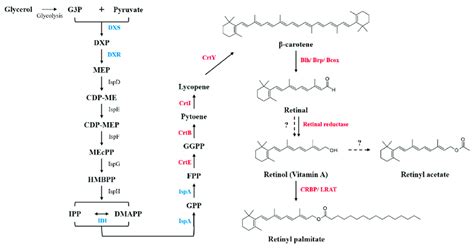 The Reconstructed Retinyl Palmitate Biosynthesis Pathway In Escherichia