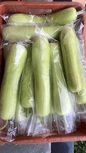 A Grade Maharashtra Bottle Gourd 5 Kg Pesticide Free For Raw