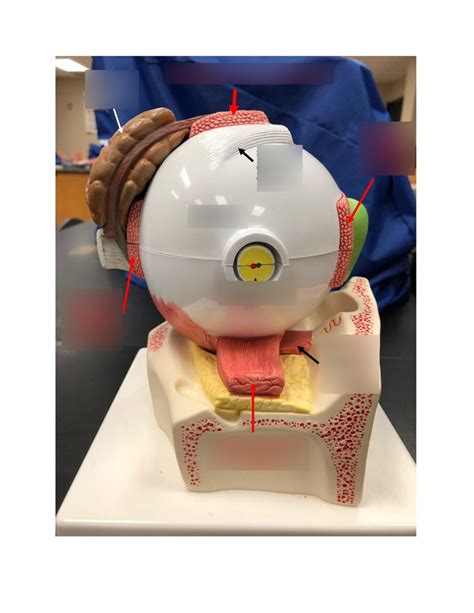 eye model 2 Diagram | Quizlet