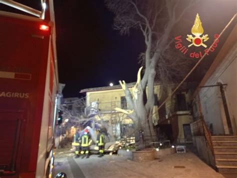 Belcastro Forti Raffiche Di Vento Crolla Un Albero Secolare FOTO