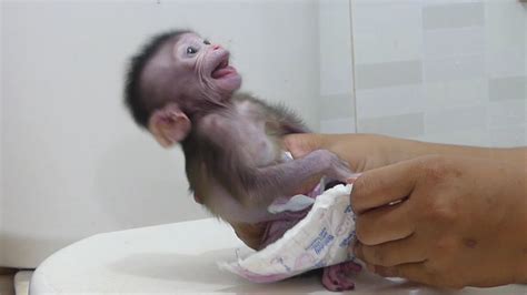 Baby Monkey Crying