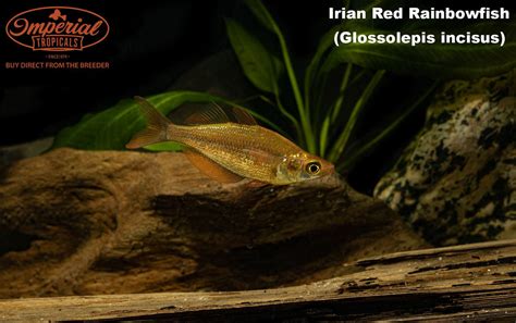 Irian Red Rainbowfish Glossolepis Incisus Shop Imperial Tropicals