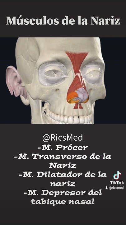 Músculos De La Narizanatomy Anatomia Primersemestre Anatomiafacil