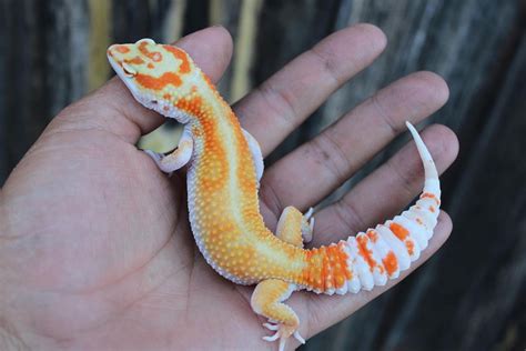 Leopard Gecko Morphs Learn About Nature