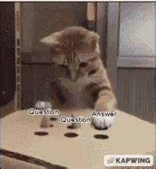 Cat Answer Cat Question GIF - Cat Answer Cat Question Question Answer - Discover & Share GIFs