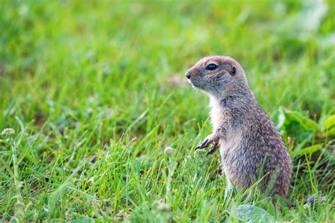 Best Way To Get Rid Of Gophers How To Keep Gophers Out Of Garden