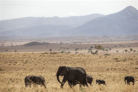 Bokora Wildlife Reserve Azas Safaris