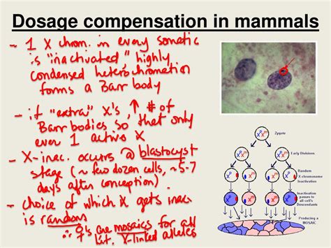 Ppt Bio 304 Lecture 15 Powerpoint Presentation Free Download Id