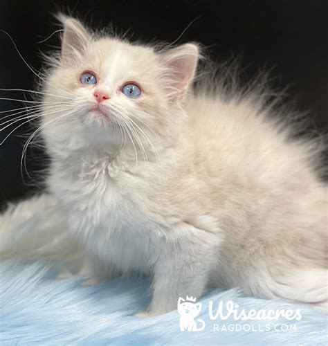 Ragdoll Kittens For Sale 2022 Wiseacres Ragdolls