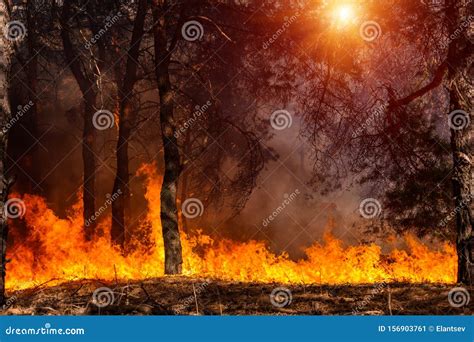 Forest Fire Burned Trees After Forest Fires And Lots Of Smoke Stock