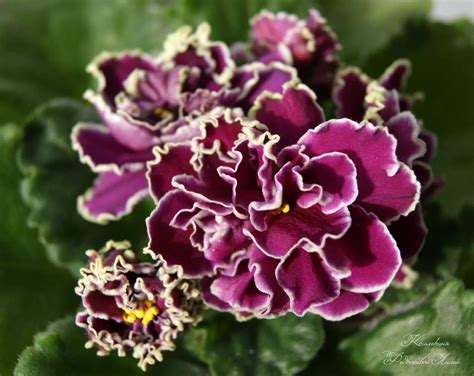 Фиалка шато брион - фото и картинки: 69 штук