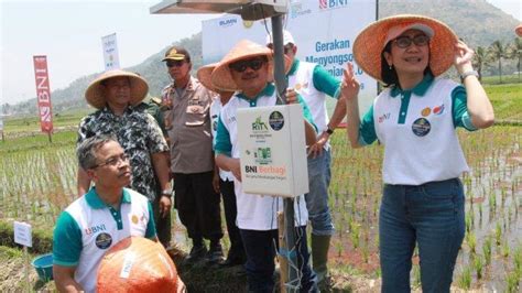 Gerakan Menyongsong Pertanian Bni Ajak Petani Terapkan