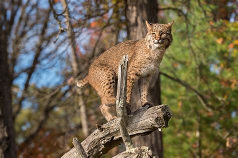 The Elusive Bobcat Kentucky Living