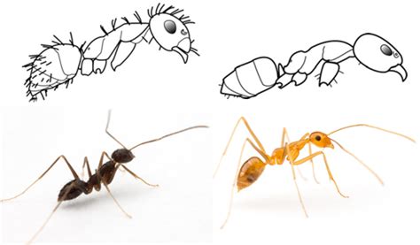 Identification Pacific Invasive Ant Toolkit