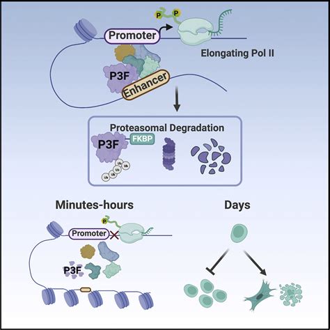 Pax3 Foxo1 Coordinates Enhancer Architecture Erna Transcription And Rna Polymerase Pause