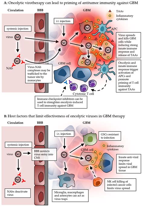 Cancers Free Full Text Virus Based Immunotherapy Of Glioblastoma