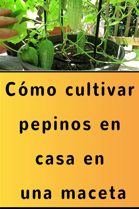 Cómo cultivar pepinos en casa en una maceta Cultivar Jardinería en