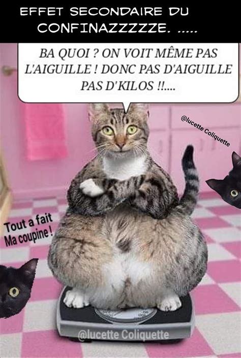 Épinglé Par Isabelle Hermal Sur Humour Chat Humour Blague Chat Image Chat Drole