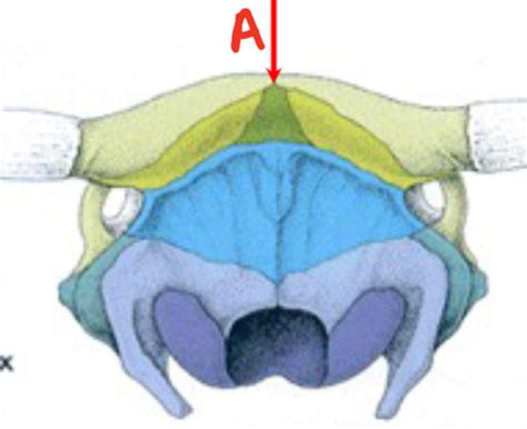 35-36 anatomy bovine head Flashcards | Quizlet