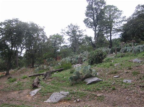 Nopal camueso desde Camino Rumbo a la Siberia Zaragoza Nuevo León el