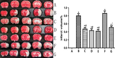 Effect Of Picr On Infarct Volume In Mcao R Rats Ttc Staining Infarct