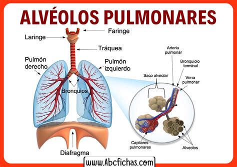 Diagrama El Alveolo Pulmonar Sacos De Aire En El Pulm N Los Pulmones