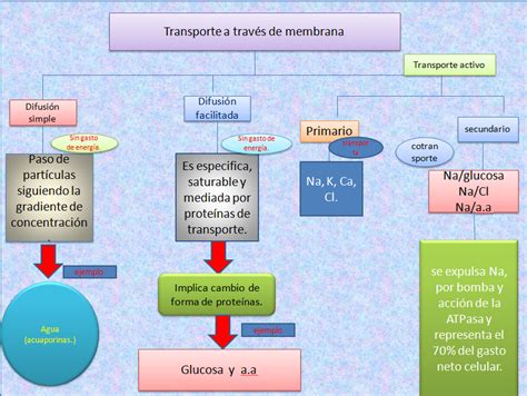 Mapa Conceptual De Transporte De Sustancias En La Membrana Celular Sexiz Pix