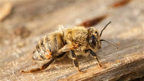 Varroa mite menace remains global challenge to beekeepers | Good Fruit ...