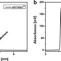 HPLC Chromatograms Of The In Vitro Biotransformation Of Medrane With