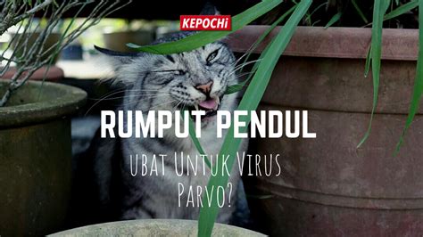 Kalau Ada Kucing Kena Virus Parvo Boleh Bagi Rumput Pendul Kepochi