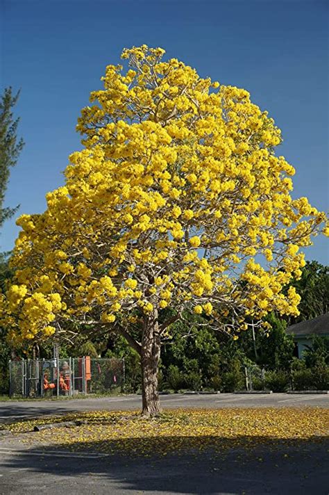 tabebuia aregntia garden buddy