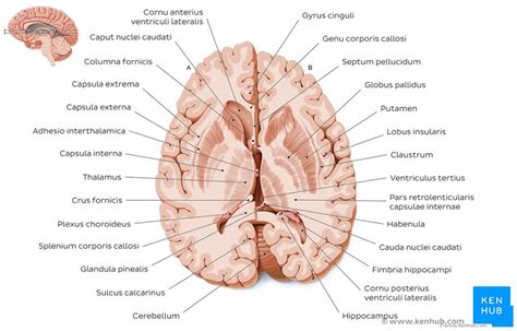 Thalamus Anatomy Nuclei Function Kenhub