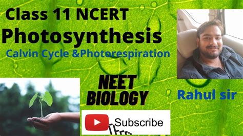 Calvin Cycle And Photorespiration Photosynthesis 11th Plant Physiology