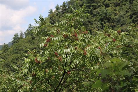 红麸杨：五峰后河国家级自然保护区 中国自然保护区生物标本资源共享平台