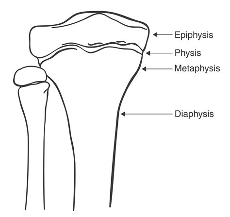 Bone Formation - Orthogate Press