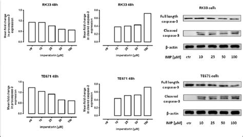 Western Blotting Analysis Of The Full Length And Cleaved Caspase 3