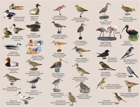 Marshland Migratory Birds Of Tamil Nadu Trifold Guide Pack Of