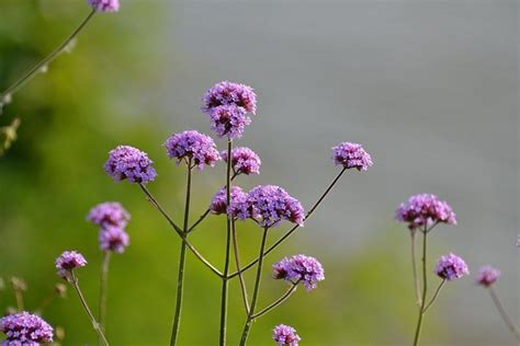 Purple Top Verbena Bonariensis Growing Guides