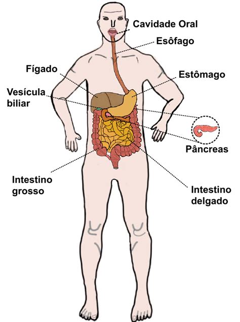 Sistema Digestório Histologia De Órgãos E Sistemas